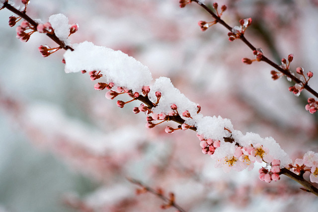 Image result for snow on cherry blossoms